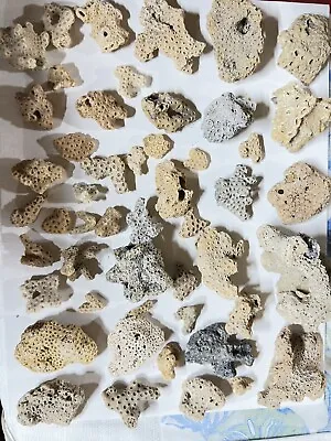 55 Dried Brain CORALS Fossil Beach Ocean Sea Reef Fish Tank Aquarium Decoration • $145