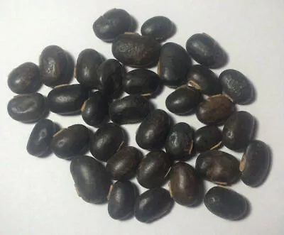 8 Oz. Raw Mucuna Pruriens Seeds Velvet Bean Wildharvested India • $49.99