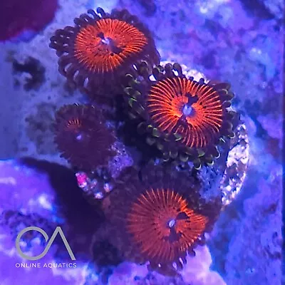 Blood Suckers 4 Head Zoa Frag Coral WYSIWYG • £18.99