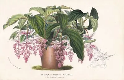 Showy Medinilla Rose Grape Flowers Flowers Flowers Botany Van Houtte Lithograph • $15.01