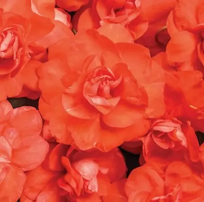 ×6 Med Impatiens Glimmer ® Orange Plug Plants Patio Basket Patio Tub Flowers • £10.99