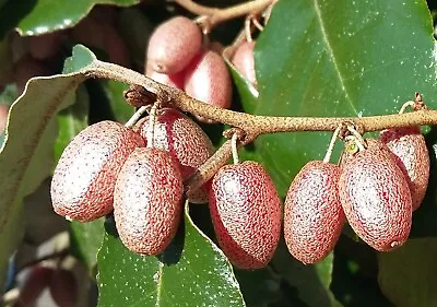 ELAEAGNUS X EBBINGEI Ebbing's Silverberry Edible Fruit Shrub  10cm • £8.90