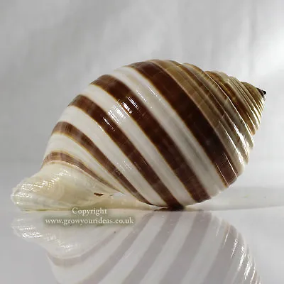 Tonna Banded Large 10-12cm Sea Shell For Aquarium Decoration Or Crafts • £3.99