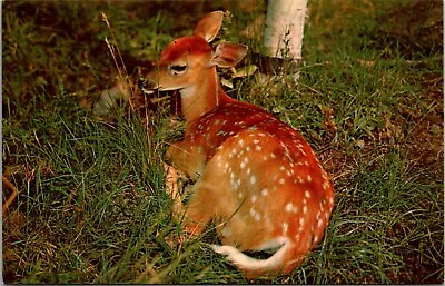 Fawn In The Grass-Deer-Greetings From Millerton NY Stamped On Back-Postcard • $4