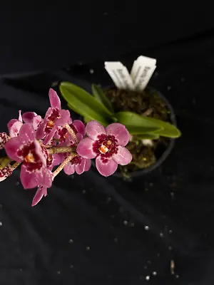 $75 • Buy Select Barrita Orchids Sarcochilus INDP/126