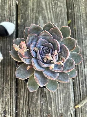 Echeveria Mariposa  (4-5 Inches) Live Succulent Plant • $16