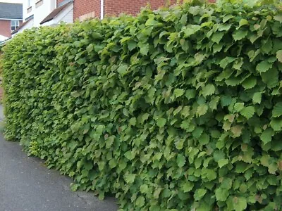 £54.99 • Buy Hazel Corylus Native Bare Root Hedge Plants Hedging - 7 Sizes To Choose From!