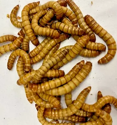 Live GIANT Mealworm Bearded Dragon Feeders Reptile MealWorm Lizard Food • $4.99