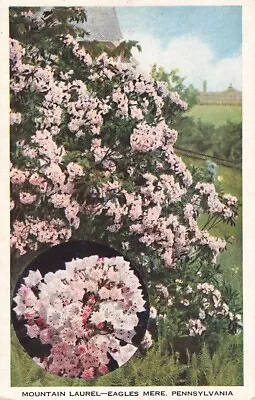 Postcard Mountain Laurel Eagles Mere Pennsylvania PA WB • $4.99