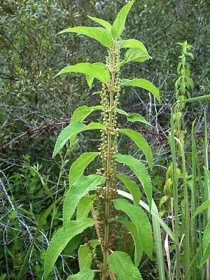 Boehmeria Cylindrica | False Nettle | Bog Hemp | 100_Seeds • £9.61