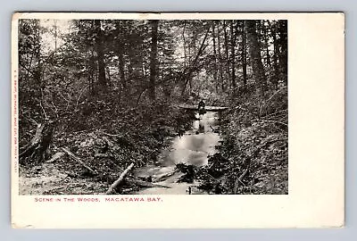 MI- Michigan Scene In The Woods Macatawa Bay Antique Vintage Postcard • $7.99