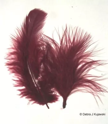 Quality Marabou Feathers Burgundy Fluffy 3-8   L  7 Grams Approx 35 Ct • $3.15