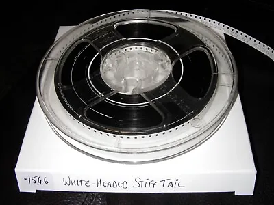 Standard 8mm - Home Movie - White-Headed Stiff Tail - 70's/80's - Silent - 150ft • £7.99