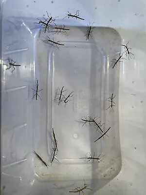 £2.99 • Buy Indian Stick Insect Nymphs X 20