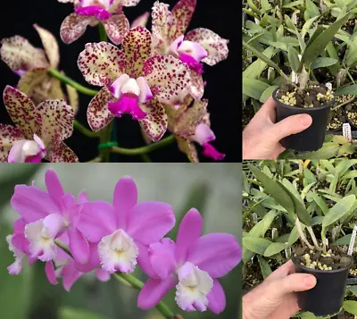 $25 • Buy RON Cattleya Orchid C. Caudebac 'Carmela'  X C. Loddigesii Var Harrisoniae 100mm