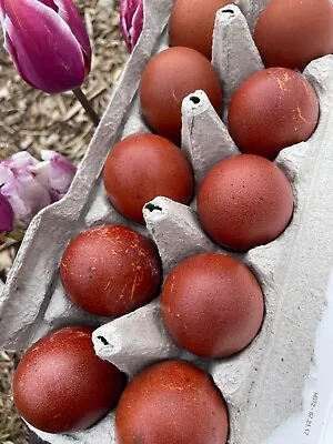 £32.69 • Buy Dozen Fertile Chicken Hatching Eggs OLIVE EGGER 