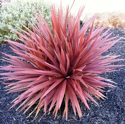 Cordyline (Australis) Red Star 3Lt Pot Evergreen Palm Leaves Plants To Your Door • £16.99