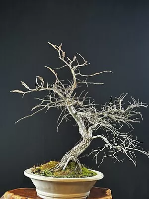 Cedar Elm Bonsai • $1650