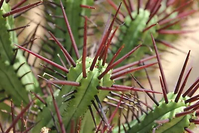 Euphorbia Enopla • $29.45