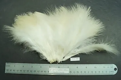 Natural Cream/White 5  To 6  Strung Turkey Marabou Feathers Lot- SF 469 • $5.99