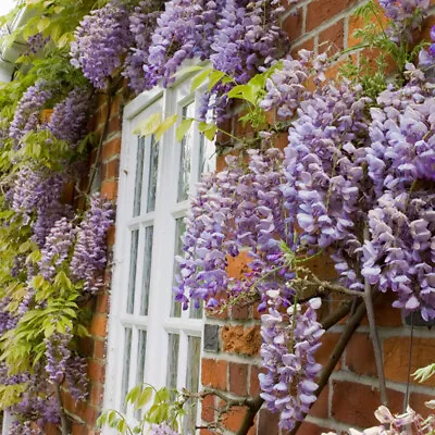 £16.99 • Buy T&M Wisteria Sinensis Hardy Garden Climbing Shrub 2x 9cm Pot Plant Scented