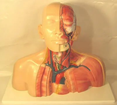 Lifesize Head Neck Thoracic Anatomical Anatomy Model Veins Muscles Teaching New • $229.90