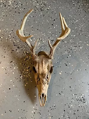 Deer Antler Skull Decor Cabin Art • $15.99