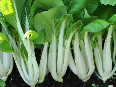 Pak Choi White Stem Chinese Cabbage Seeds NON-GMO Variety Sizes FREE SHIPPING • $1.69