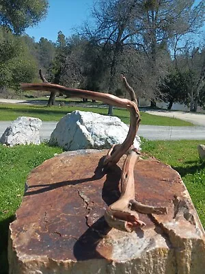 Rare California Manzanita Multi Use Pet Decor | Perch | Reptile | Basking | Bird • $10