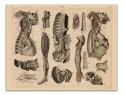 Anatomy ANTHROPOLOGY OF THE NERVES Vintage Illustration 22x17 Art Print • $20.99