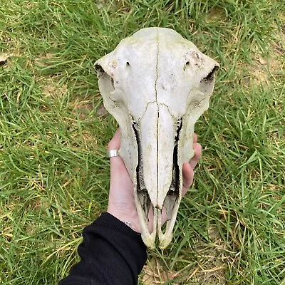 Sheep Skull Animal Skulls Bone Bones Craft Taxidermy Oddities Gothic Witch Decor • £24