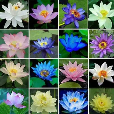 10 X Bonsai Lotus Water Lily Flower Bowl Pond Fresh Seeds Lotus Rare Plant UK • £4.99