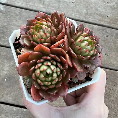 Echeveria Bini Gessei 5cm 🏵️limited One Buy Succulent • $3