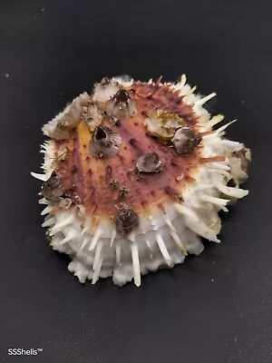 One Of A Kind! High Quality Large Spondylus Varians Sea Shell 109mm #8077 • $55.45