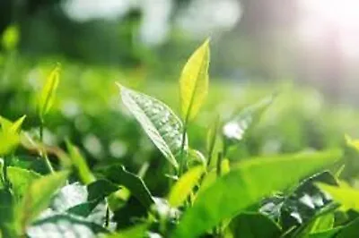 Gun Powder  Ceylon Pure  Green Tea  Finest Quality  Law  Price Natural Beverage • £44.15