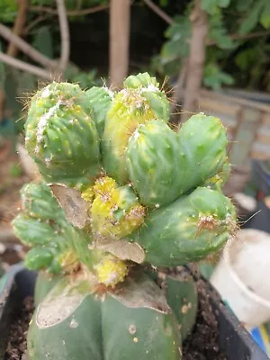 Rare Grafted Monstrous Crested Variegated Cereus  • $50