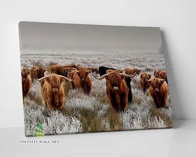 £22.75 • Buy HIGHLAND COWS Field Canvas Art Print Wall Art Animal Decor Photo Picture -D126