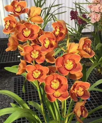 Cymbidium Orchid - Atlantic Carat ‘#1' - 120mm Pot Size • $30