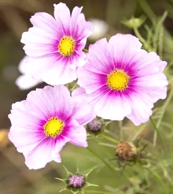 Cosmos Bipinnatus Sensation Day Dream  250 Seeds+FREE REUSABLE PLANT LABEL • £1.15