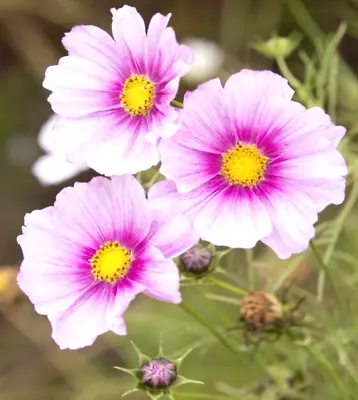 Cosmos Bipinnatus Sensation Day Dream  500 Seeds+FREE REUSABLE PLANT LABEL • £1.99