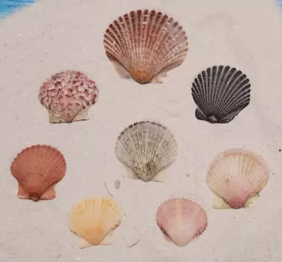 $2.99 • Buy Lot Of 8 Sanibel Island Scallop Seashells Handpicked Washed 1960's