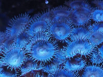 Blue Palythoa Zoanthid Frag Mini Colony Soft Coral Marine Reef Tank Beginner • $79.99