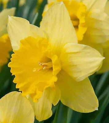 (5) Large Flowering Yellow Daffodil Carlton Bulbs Please Check Our Other Bulbs • $6.95