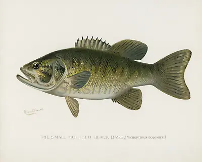 Denton Small Mouth Bass Vintage Drawing High Res Giclee 8x10 Print • $14.99