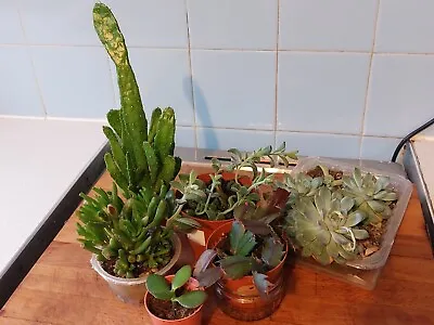 6 Plants Opuntia Crassula Echeveria Kalanchoe Jade Christmas Cactus • £12.50