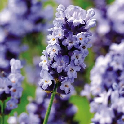 Lavender Hidcote English Lavender Hardy XXL 3L Pot Perennial Plants To Your Door • £12.99