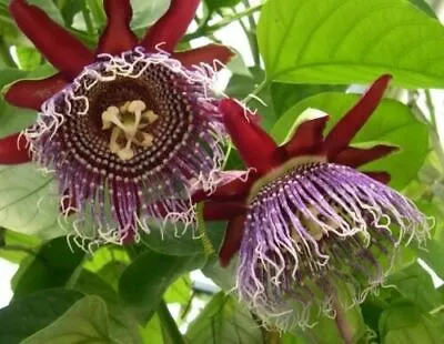 £3.43 • Buy Passiflora Quadrangularis Passion Fruit Seeds Giant Granadilla Flower Vine Plant