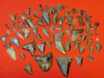 Lot Of. Over 1 Lb Of Fossilized Mostly Megalodon  And Great White Shark Teeth • $9