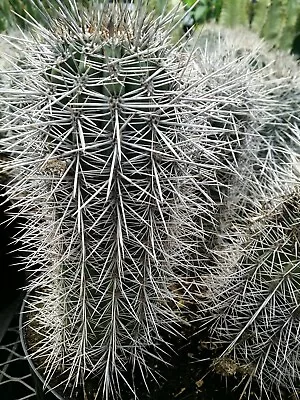 Tall FALSE SAGUARO    Cardon Pachycereus Pringlei Cactus Bare Root Shipped.  • $69.97