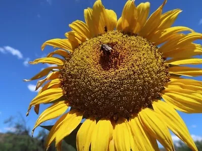 10+ Mammoth Grey Stripe Sunflower Seeds - Huge - Giant - Large Sunflowers -FRESH • $2.58